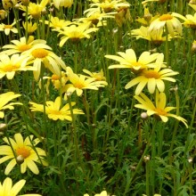 Argyranthemum frutescens 'Yellow Star'