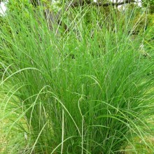 Miscanthus sinensis 'Gracillimus'