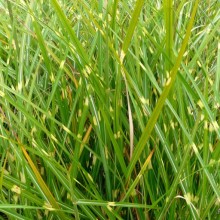 Miscanthus sinensis 'Zebrinus'