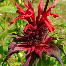 Monarda didyma