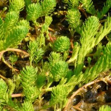 Myriophyllum aquaticum