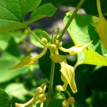 Aristolochia clematitis