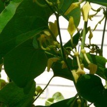 Aristolochia clematitis