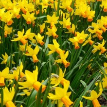 Narcissus hybr. 'Jetfire'