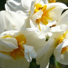 Narcissus hybr. 'S.W.Churchill'