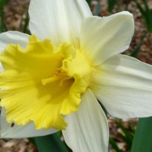 Narcissus hybr. 'Segovia'