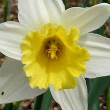 Narcissus hybr. 'Segovia'