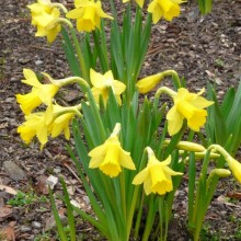 Narcissus hybr. 'Tripartite'