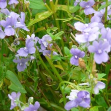 Nemesia fruticans 'Bluemi'