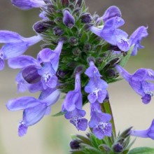 Nepeta