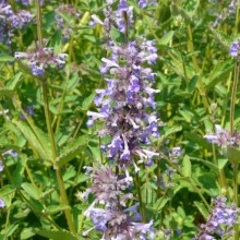 Nepeta cataria