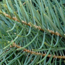 Abies concolor