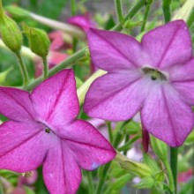 Nicotiana alata