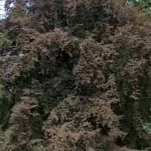 Fagus sylvatica 'Rohanii'