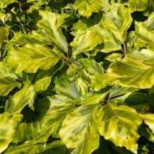 Fagus sylvatica 'Albovariagata'
