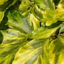 Fagus sylvatica 'Albovariagata'