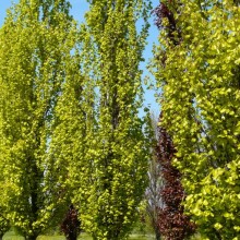 Fagus sylvatica 'Dawyck Gold'