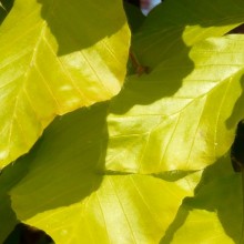 Fagus sylvatica 'Dawyck Gold'