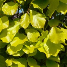 Fagus sylvatica 'Dawyck Gold'