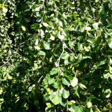 Fagus sylvatica 'Pendula'