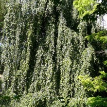 Fagus sylvatica 'Pendula'