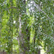 Fagus sylvatica 'Pendula'