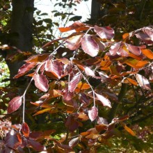 Fagus sylvatica 'Purpurea'