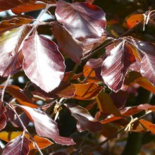 Fagus sylvatica 'Purpurea'