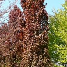 Fagus sylvatica 'Red Obelisk'