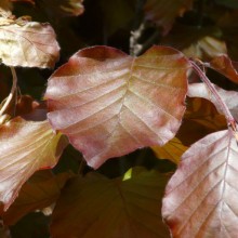 Fagus sylvatica 'Red Obelisk'