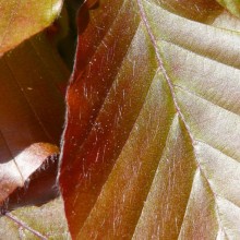 Fagus sylvatica 'Red Obelisk'