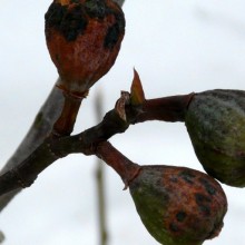 Ficus carica
