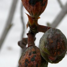 Ficus carica