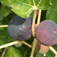 Ficus carica