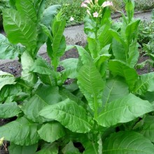 Nicotiana tabacum