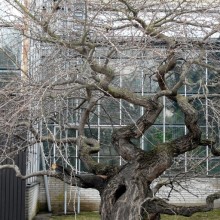 Ginkgo biloba 'Pragensis' | habitus