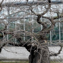 Ginkgo biloba 'Pragensis' | habitus