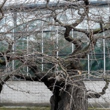 Ginkgo biloba 'Pragensis'