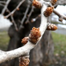 Ginkgo biloba 'Pragensis' | pupen