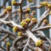 Ginkgo biloba 'Pragensis' | rašící pupen