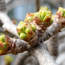 Ginkgo biloba 'Pragensis' | rašící pupen