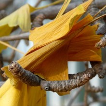 Ginkgo biloba 'Pragensis' | list
