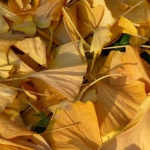 Ginkgo biloba 'Pragensis' | list