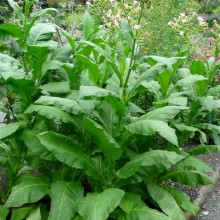 Nicotiana tabacum 'Havana'