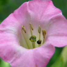 Nicotiana tabacum 'Havana'