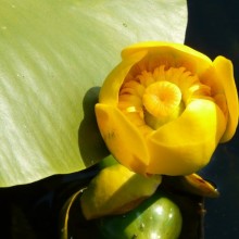 Nuphar lutea