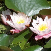Nymphaea