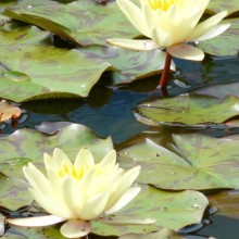 Nymphaea 'Chromatella'