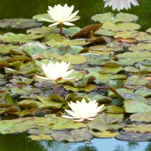 Nymphaea 'Chromatella'