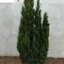 Chamaecyparis lawsoniana 'Ellwoodii'